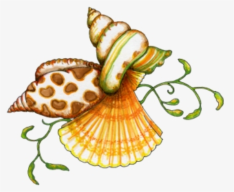 Transparency - Clipart - Free Clipart Seashells, HD Png Download, Free Download
