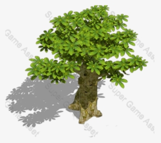 Gambel Oak, HD Png Download, Free Download