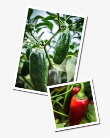 Homepage Peppers Green - Strawberry, HD Png Download, Free Download