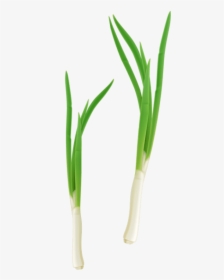 Free Png Download Green Fresh Onion Png Images Background - Cebolla Planta Png, Transparent Png, Free Download