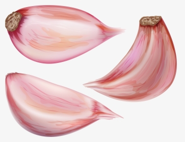 Transparent Onion Plant Png - Garlic Clove Png, Png Download, Free Download