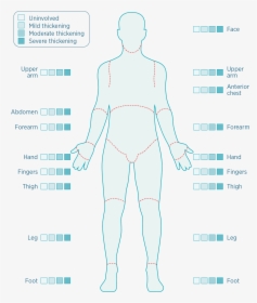 Thickness Of Skin Body Diagram, HD Png Download, Free Download