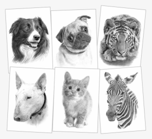 Clip Art Black And White Pencil Drawings - Tiger, HD Png Download, Free Download