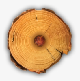 Wood,tree,circle,plant - Wood Log Top Png, Transparent Png, Free Download