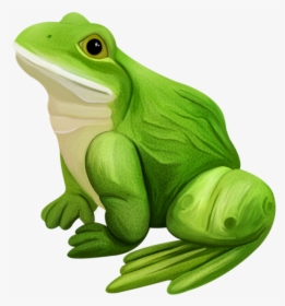 Transparent Poison Dart Frog Clipart - Grenouille Png, Png Download, Free Download