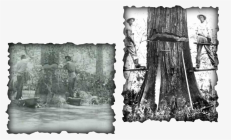 Picture - Cypress Logging Old Growth, HD Png Download, Free Download