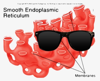 Smooth Er In An Animal Cell, HD Png Download, Free Download
