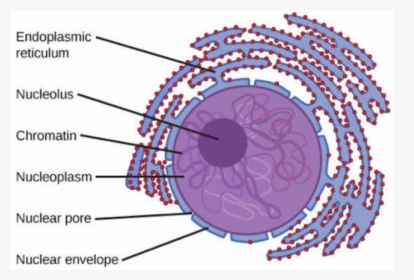 Nucleus Transparent Cell - Animal Cell Nucleus Diagram, HD Png Download, Free Download