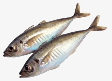 Fish Png - Transparent Fresh Fish Png, Png Download - kindpng