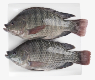 Seafood Wholesale Top Quality Fresh Fish Frozen Whole - Tilapia, HD Png Download, Free Download