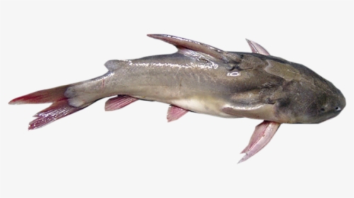 Pacific Sturgeon, HD Png Download, Free Download