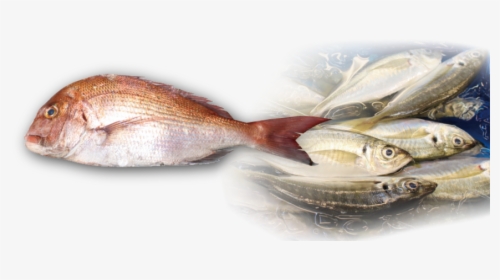 Red Seabream, HD Png Download, Free Download