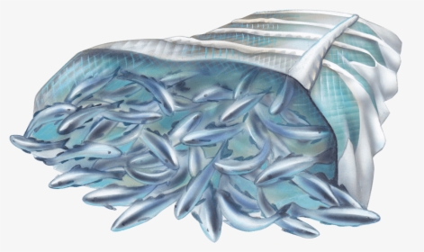 Oily Fish, HD Png Download, Free Download