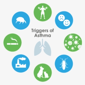 Trigger1 - Asthma Triggers Png, Transparent Png, Free Download