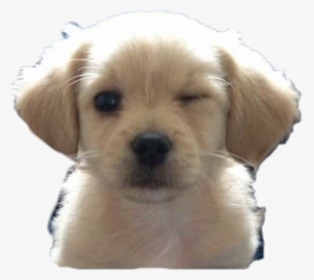 Emoji Dogs , Png Download - Adorable Puppys, Transparent Png, Free Download