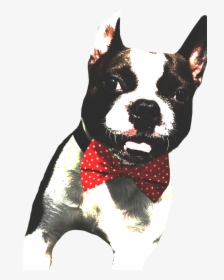 Gibby Smiling Clear - Boston Terrier, HD Png Download, Free Download