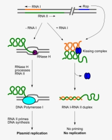 Cole1 Replication Control - Function Of Rop Gene, HD Png Download, Free Download