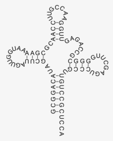 Transfer Rna - Transfer Rna Png, Transparent Png, Free Download