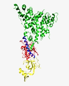 2ffl By Domain Transparent - Sirna Molecule, HD Png Download, Free Download