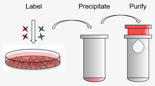 Exoclean, Exosome Purification Kit, HD Png Download, Free Download