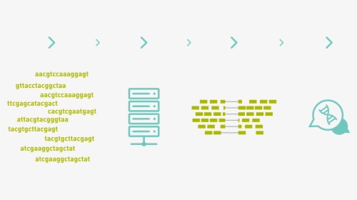 De Novo Transcriptome Assembly, HD Png Download, Free Download