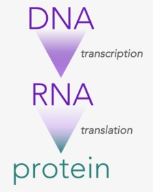 The Central Dogma Of Molecular Biology - Genetic Code Transcription, HD Png Download, Free Download