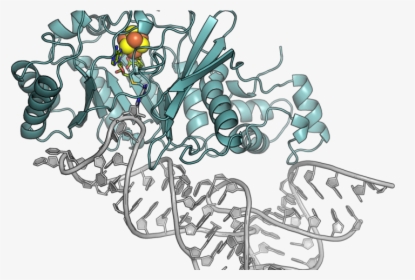 Caught In The Act - Molecular Protein Png, Transparent Png, Free Download