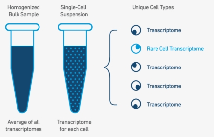 Why Settle For Average - Single Cell Vs Bulk Rna Seq, HD Png Download, Free Download