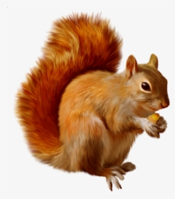 Squirrel Clipart Png, Transparent Png, Free Download