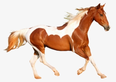 Share This Image - Caballo Al Galope Png, Transparent Png, Free Download