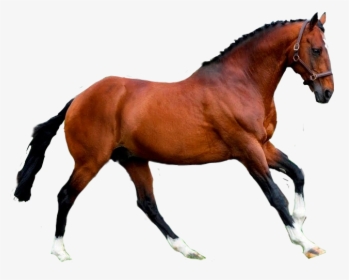 #horse #caballo - Caballo Sticker, HD Png Download, Free Download