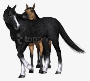 Free Png Download Horses Black Horse Looking Back Png - Caballos Negros Png, Transparent Png, Free Download