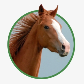 Pienso Ecológico Camellos - Sorrel, HD Png Download, Free Download