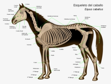 Skeletal System Of A Horse, HD Png Download, Free Download