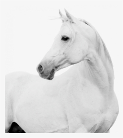 Gallery/caballo - Stallion, HD Png Download, Free Download