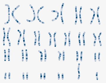 Servier Medical Art Chromosome, HD Png Download, Free Download