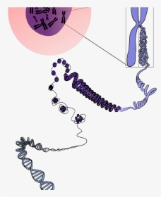 Cromossomo Descondensando Svg Clip Arts - Dna Chromosome Transparent Background, HD Png Download, Free Download