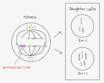 Disyuncion Cromosomica, HD Png Download, Free Download