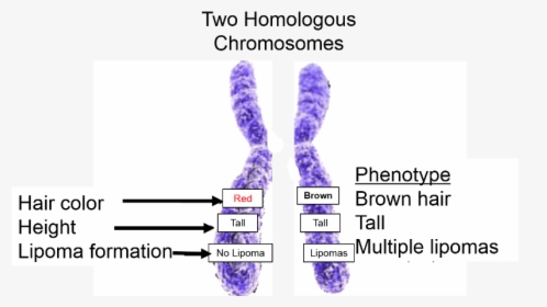 Two Homologous Chromosomes Illustrating Alleles For - Multiple Alleles On Chromosome, HD Png Download, Free Download