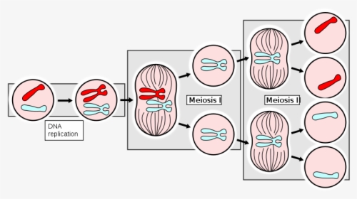 Ahsmediacenter - Pbworks - Com/f/meiosisapng - Mitosis Reproduction ...