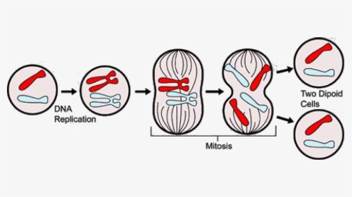 Mitosis Science, HD Png Download, Free Download