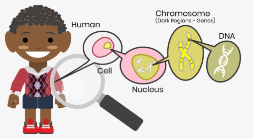 Heredity Cartoon Png, Transparent Png, Free Download