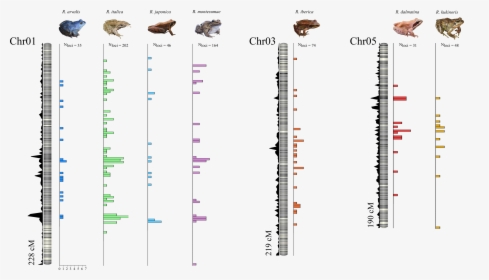 Sex Linked Markers On Frog Sex Chromosomes, HD Png Download, Free Download