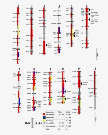 Diagram, HD Png Download, Free Download