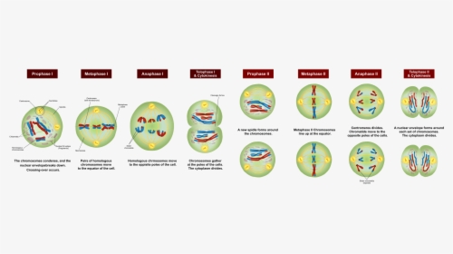 Stages Of Meiosis, HD Png Download, Free Download
