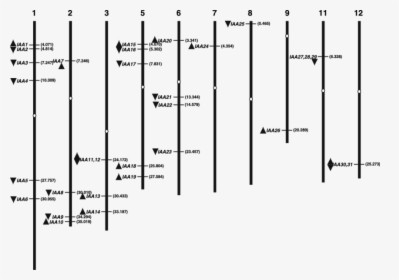 Diagram, HD Png Download, Free Download