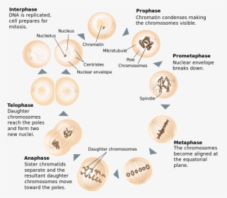 Difference Between Mitosis And Meiosis - Between Prophase And Metaphase, HD Png Download, Free Download