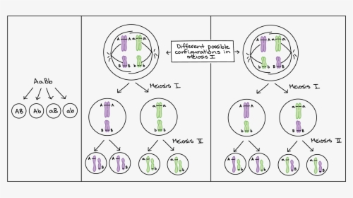 Diagram, HD Png Download, Free Download