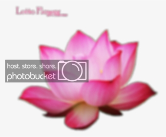 Lotus Photo Oscar Dsings Photobucket - Sacred Lotus, HD Png Download, Free Download
