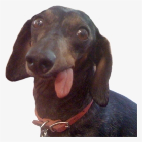 Dachshund Old No Teeth, HD Png Download, Free Download